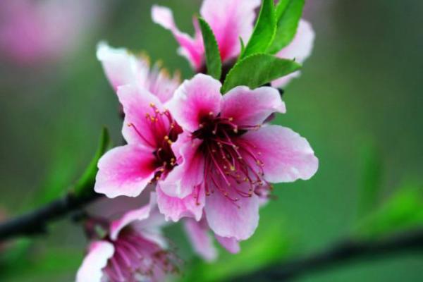 玛法达12星座一周星座运势 1.24-1.30