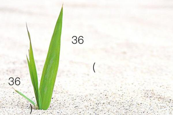 观音灵签第二十三签求子 观音灵签第二十三签求子