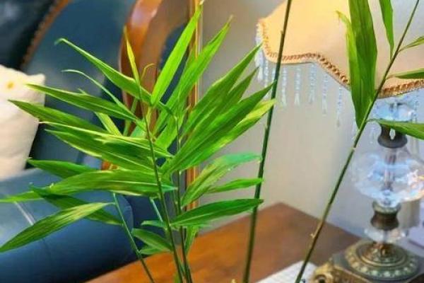 家种姜风水好吗