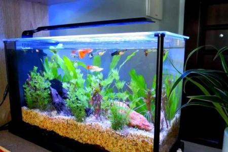 客厅放鱼缸的最佳位置风水摆放哪里