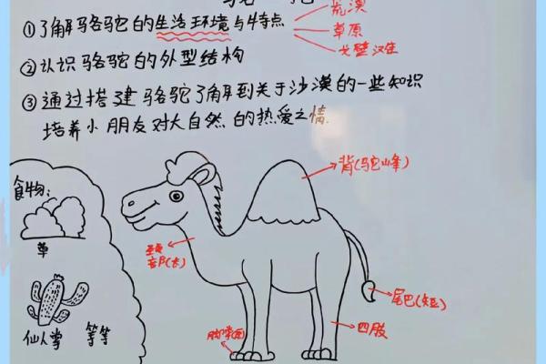 在风水上看沙漠骆驼是否具有良好的作用