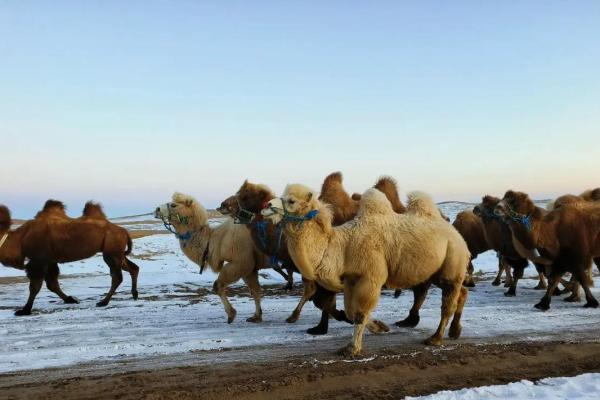 在风水上看沙漠骆驼是否具有良好的作用