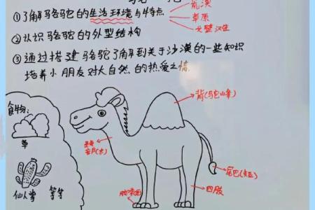 在风水上看沙漠骆驼是否具有良好的作用