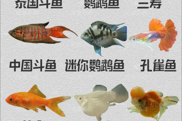 风水，什么类型的八字适合养鱼