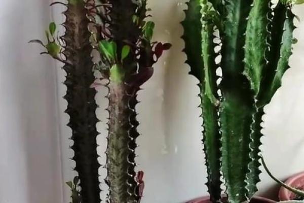 龙骨花有哪些风水作用？