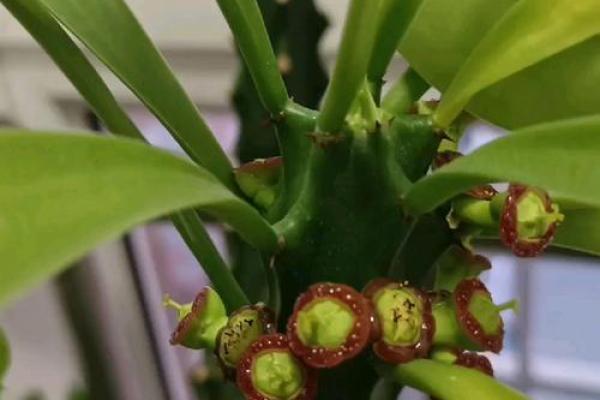 龙骨花有哪些风水作用？