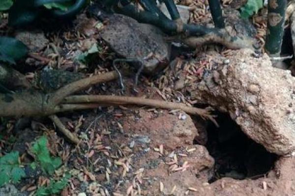 祖坟风水出现蛇鼠洞如何处理？