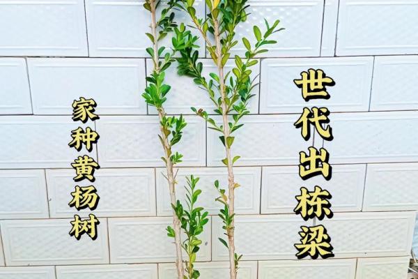 风水房子上长树 风水房子上长树