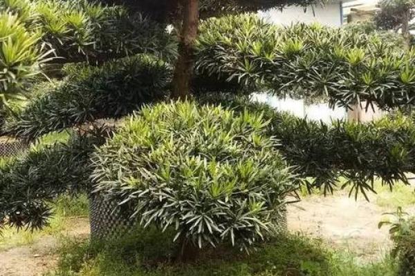 风水房子上长树 风水房子上长树