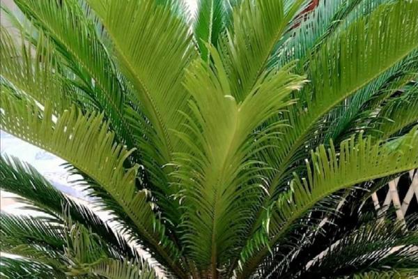 风水上松柏放在阳台和院子可镇宅旺财