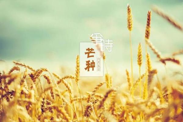 芒种前出生好还是芒种后 2024年芒种出生人的八字