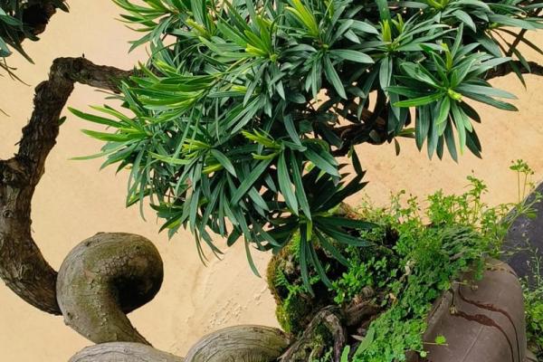 公司风水_办公室摆放迎客松盆景什么位置更佳