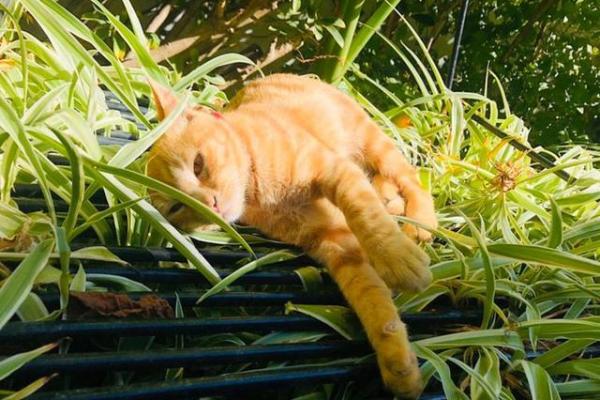 算命要我晒太阳 算命要我晒太阳