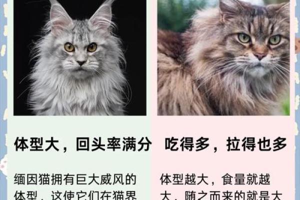 风水猫不请自来兆头寓意什么 风水猫不请自来兆头寓意什么