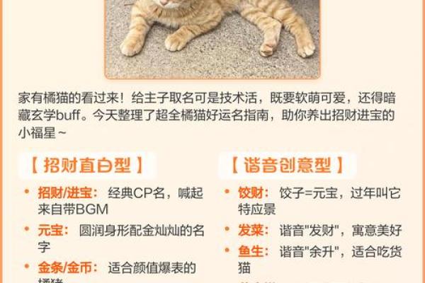 风水猫不请自来兆头寓意什么 风水猫不请自来兆头寓意什么