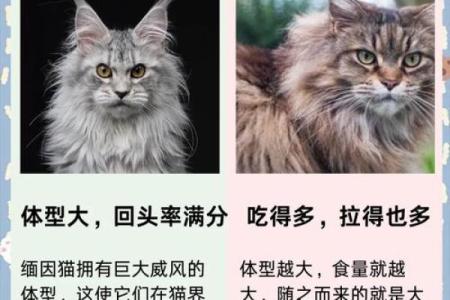 风水猫不请自来兆头寓意什么