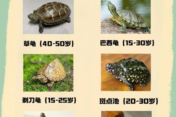 什么星座不适合养乌龟呢