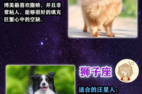 哪些狗狗属于你的星座？