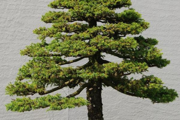 最旺宅的风水树罗汉松图片