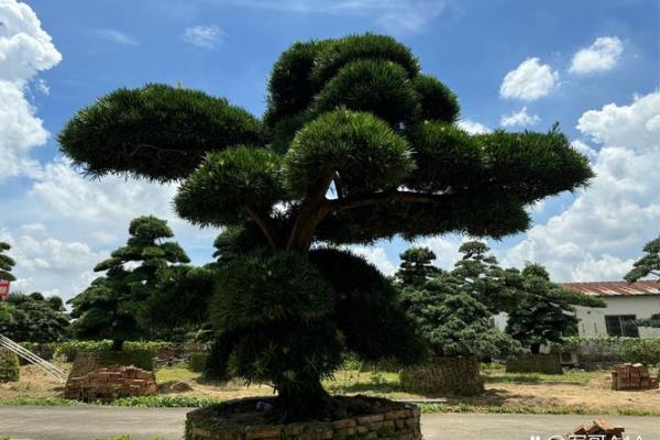 最旺宅的风水树罗汉松图片