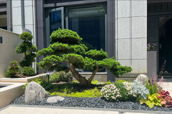 庭院风水树有哪些 庭院种什么树风水好