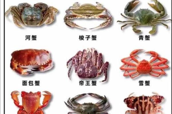 哪个星座的男生最爱吃螃蟹