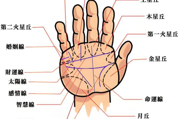 看手相算命：第三课 指头与掌型