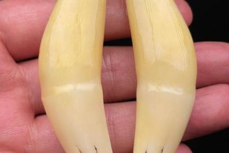 虎牙算命：面相虎牙分析